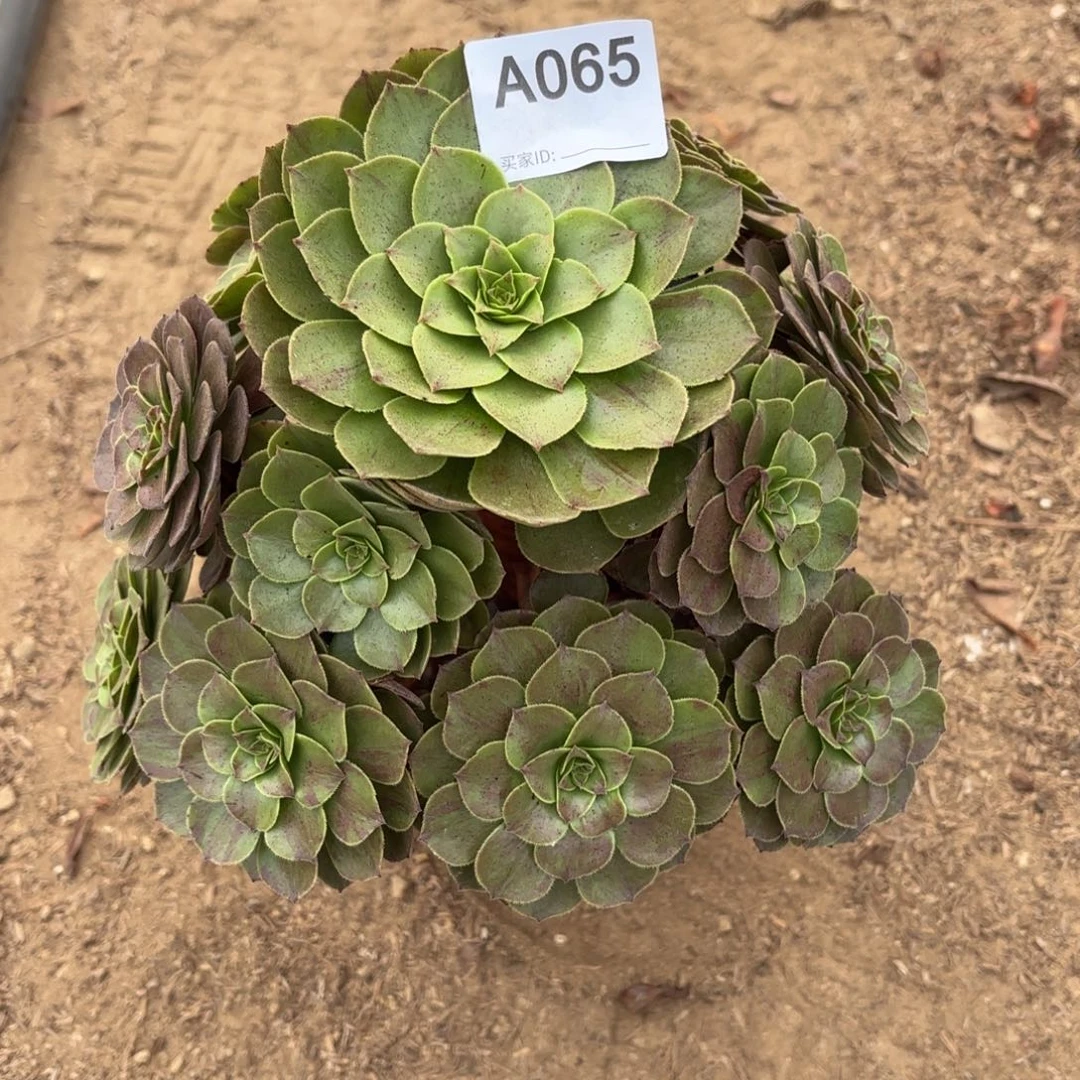 万圣节断枝不包65