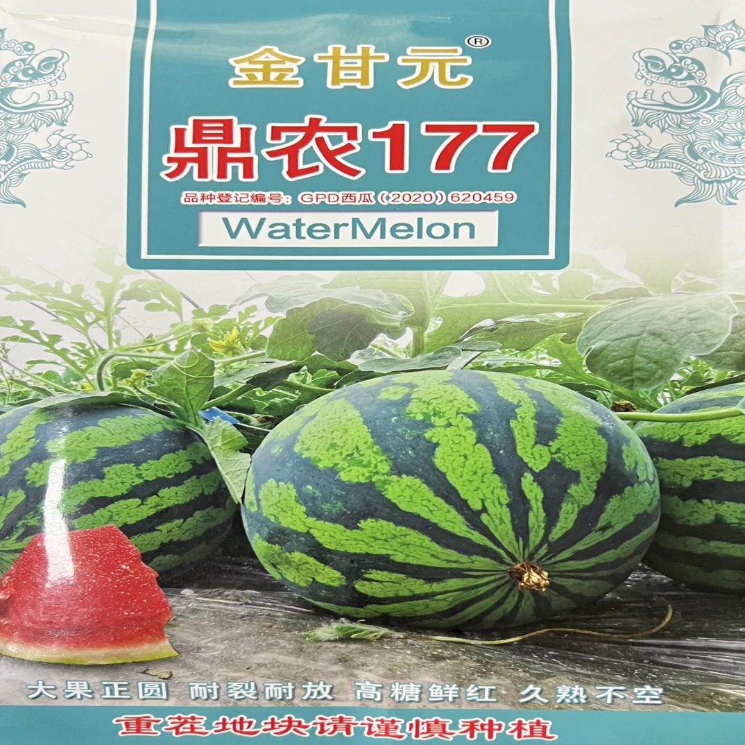 金甘元鼎龙177西瓜种子中早熟糖度高红瓤美都西瓜种籽高产抗病