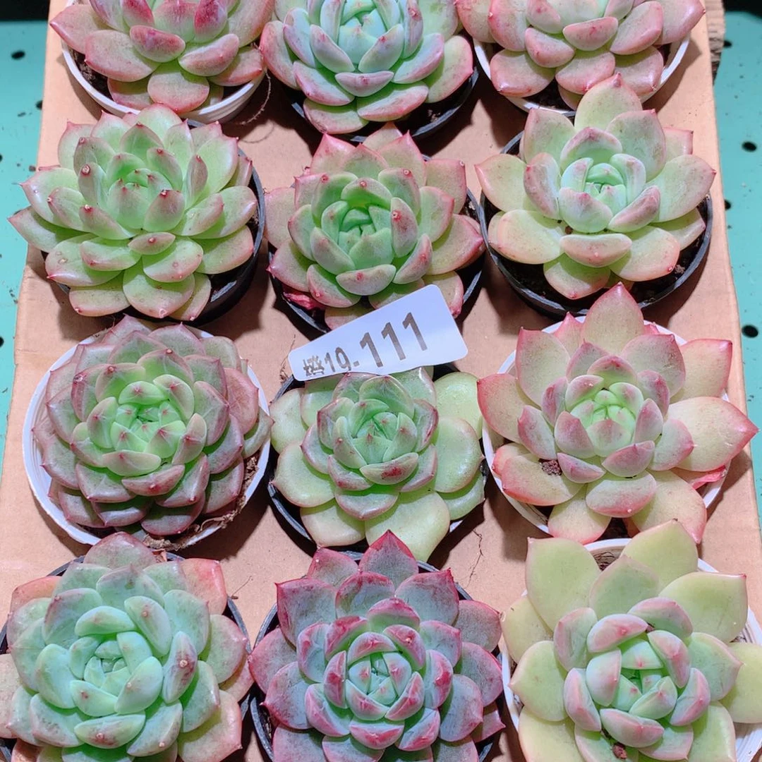 19-111一物一拍多肉带盆18颗