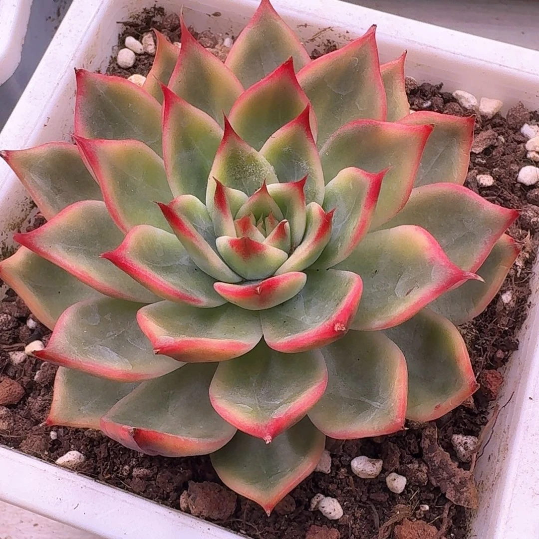 桃花锦多肉植物哈