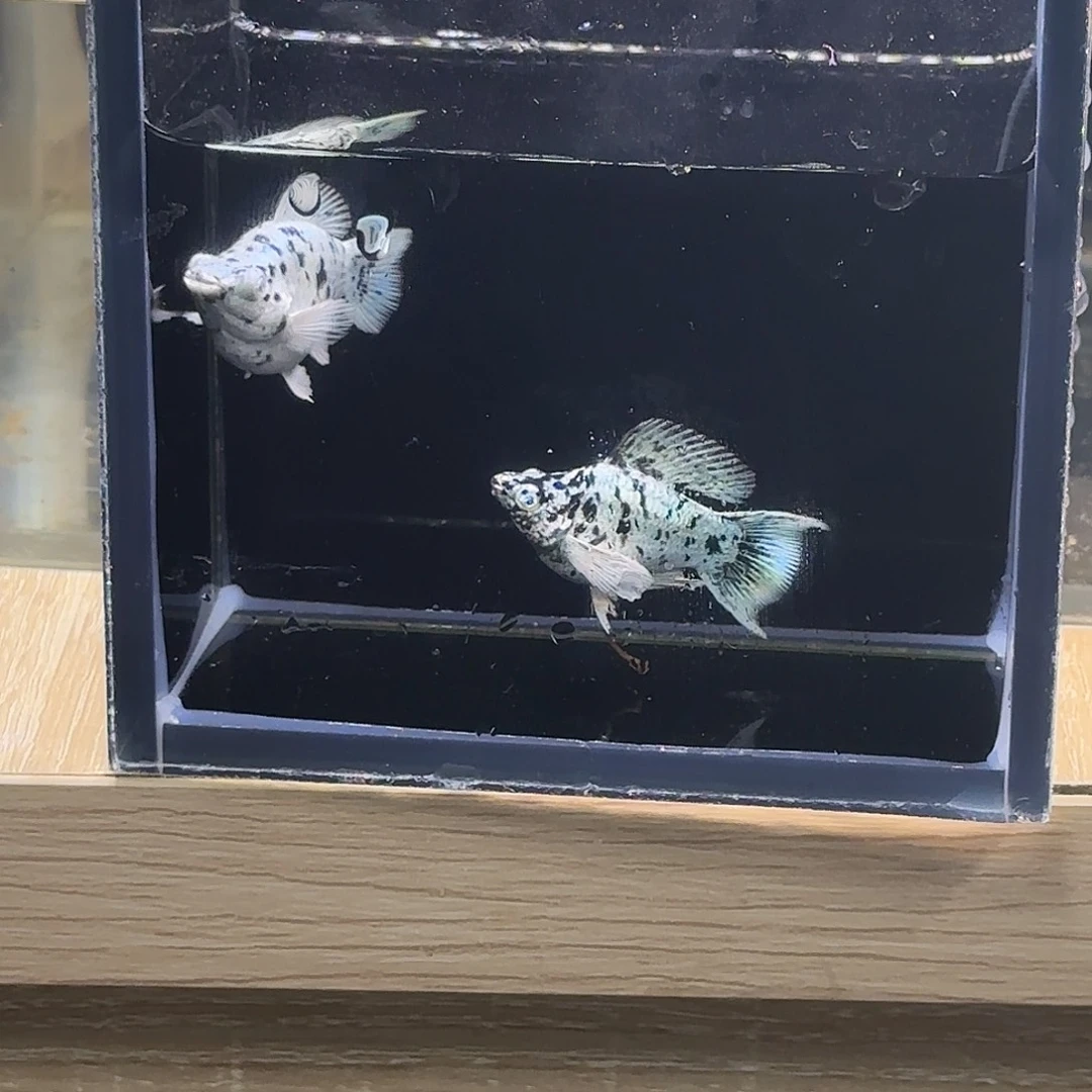 孔雀鱼奶牛钻石玛丽