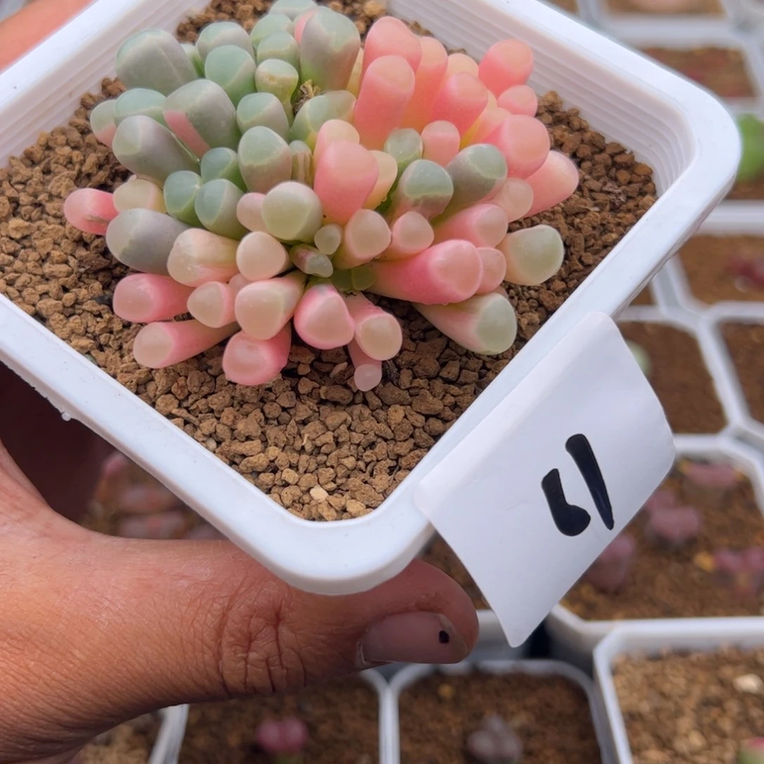 6.5五十锦多肉植物61