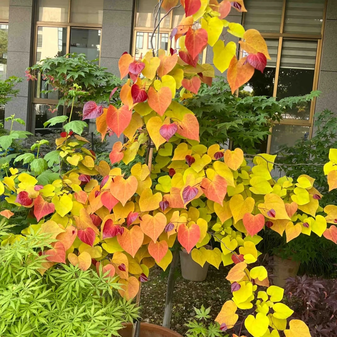 加拿大【永恒之火】紫荆庭院造景彩叶盆栽花境设计