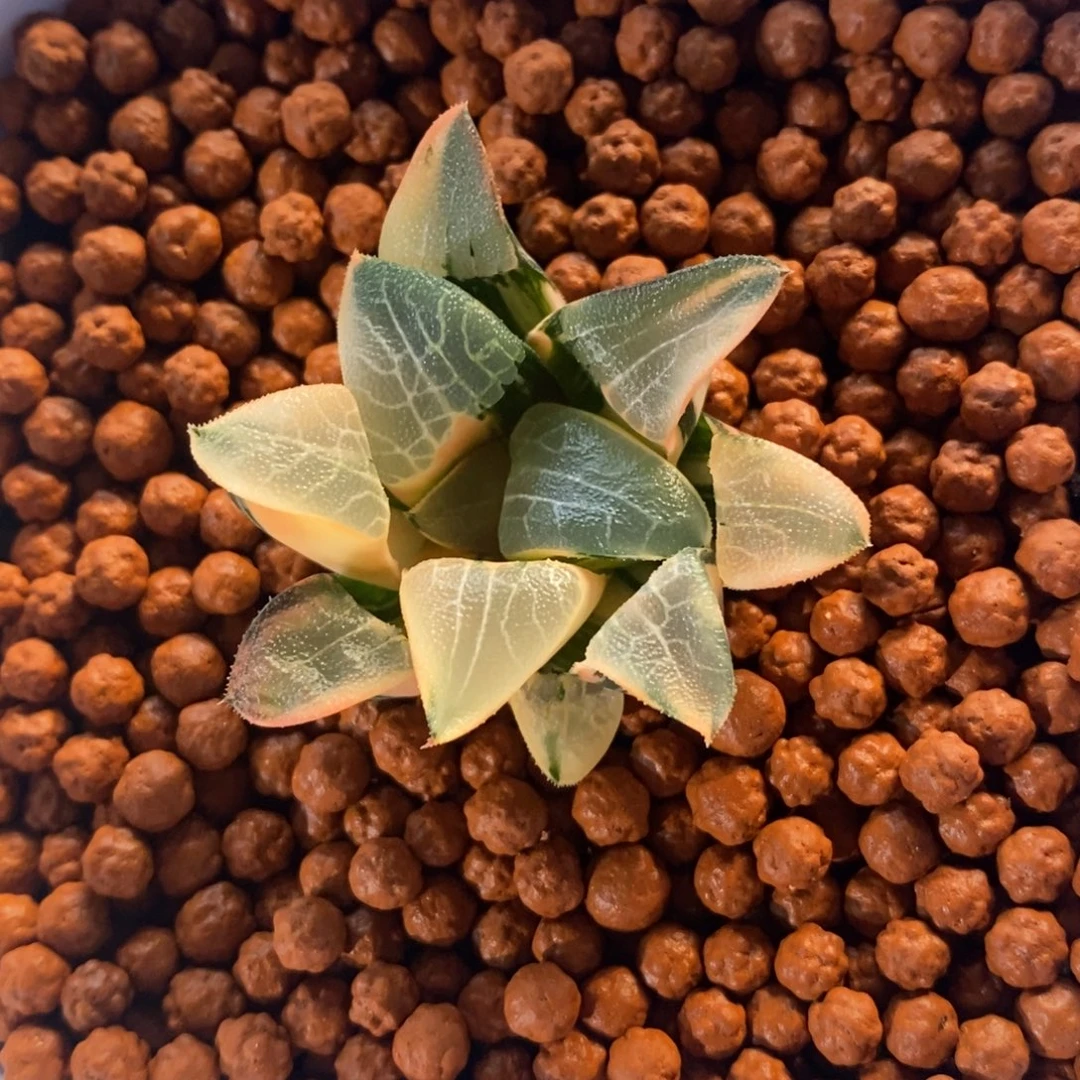 一颗实生大克锦。