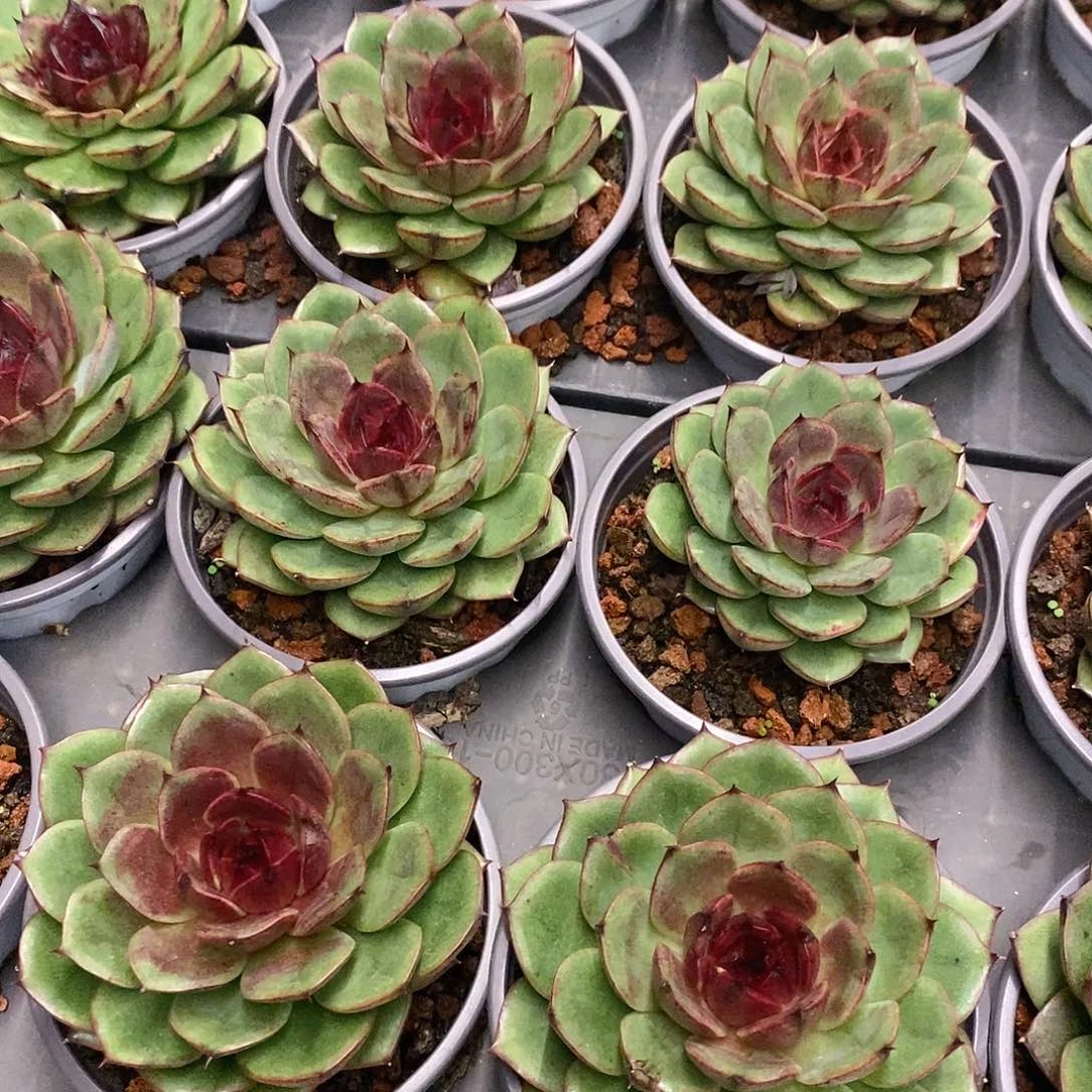 26。紫蔷薇。福利多多