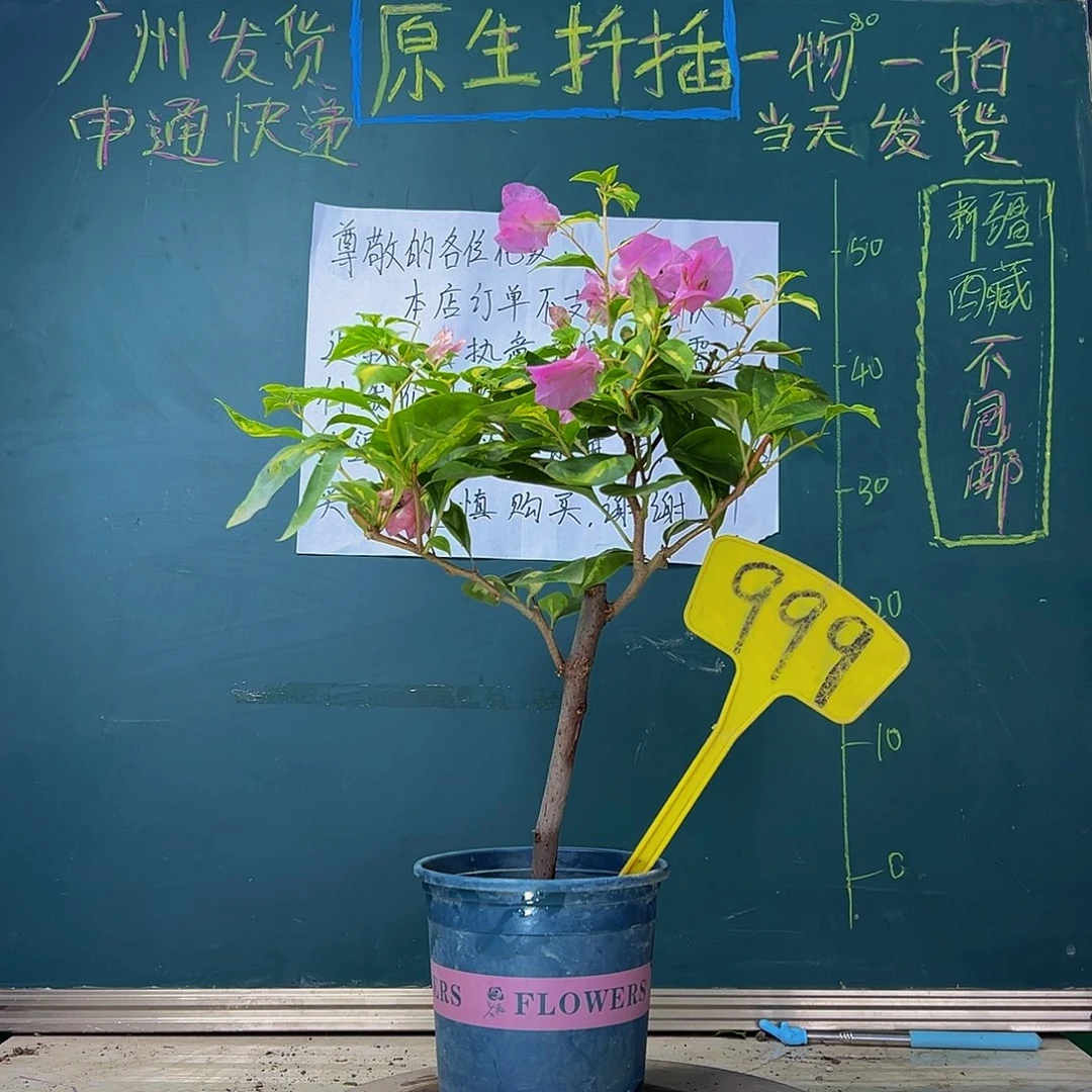 当前无花栽培后可以开花  粗杆 金心橙白 999