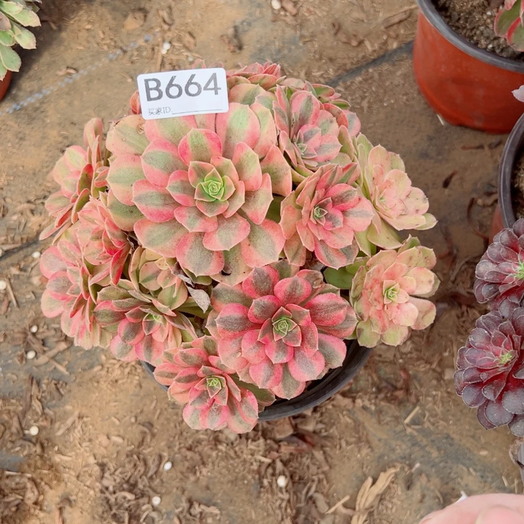 664雨荷多肉植物法师
