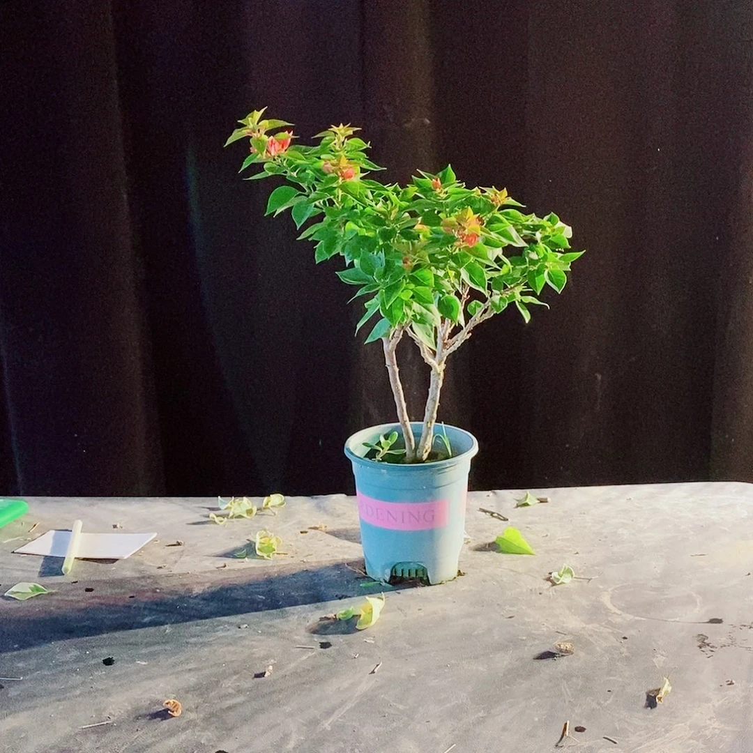 无花朵塔红三角梅1