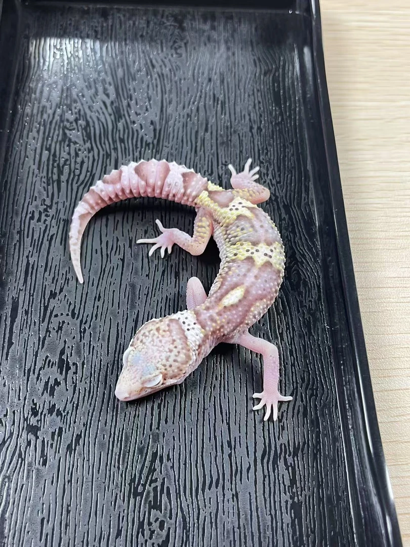 亚成～豹纹守宫入门套餐！！可爱活体爬宠桌面宠物新手宠物