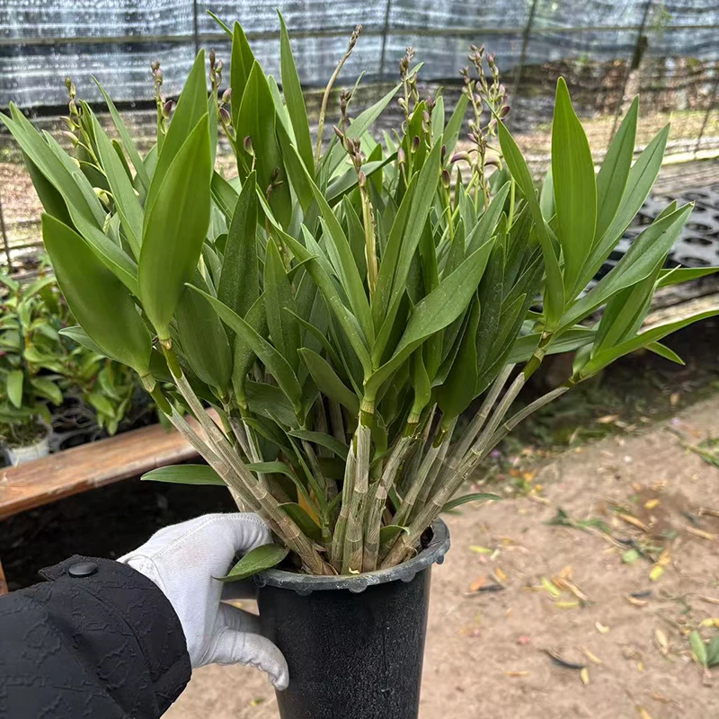 大明水晶石斛兰 带花带花苞发货