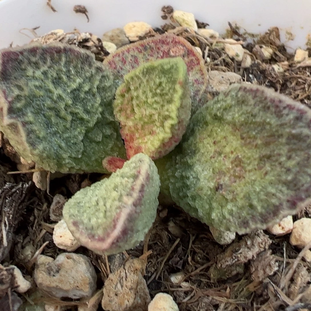 实生新品多肉植物水泡