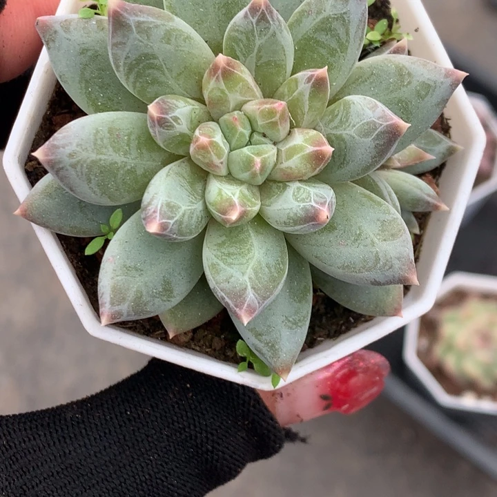 雪花美人 ）满9.99包邮不满9.99发叶子）