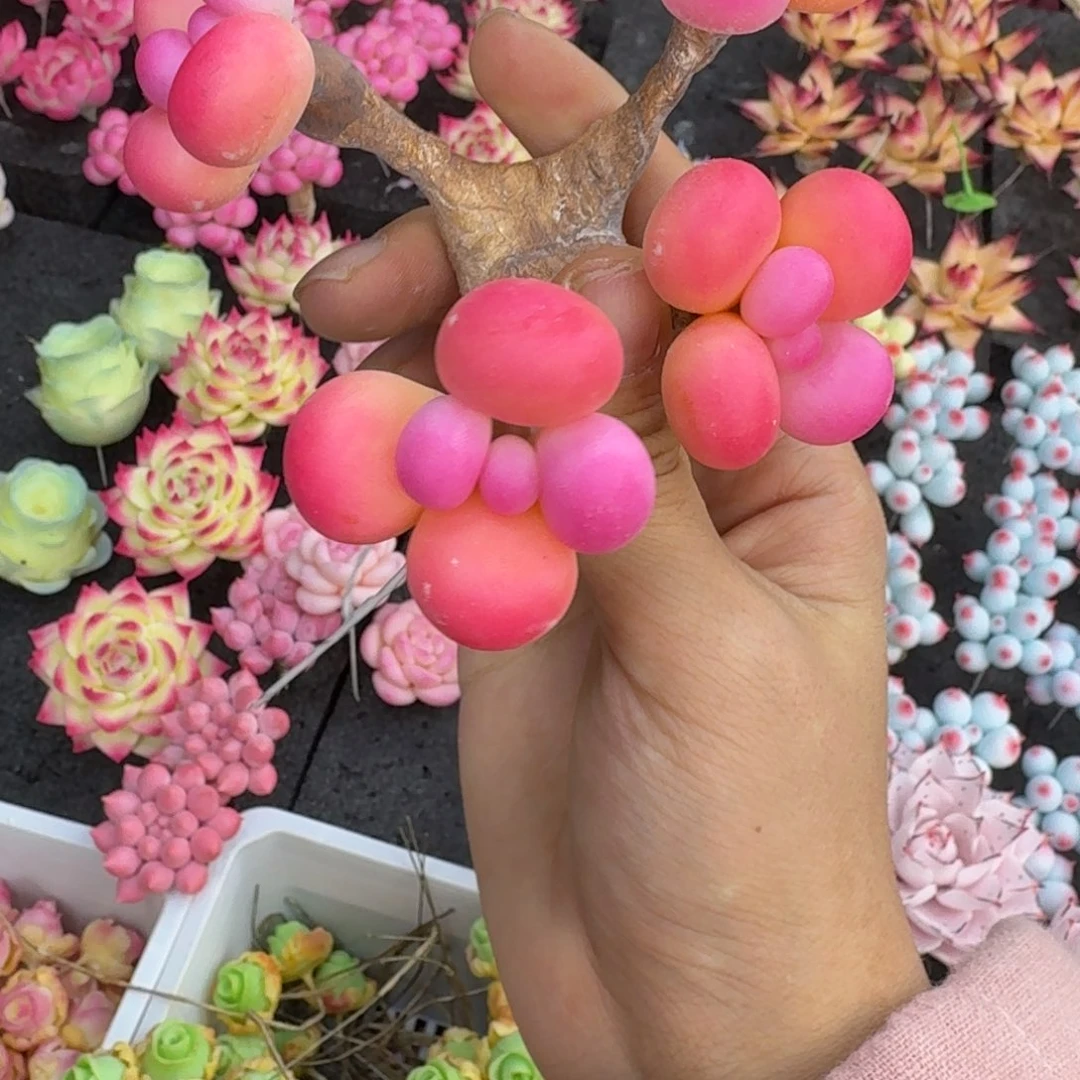 树脂536号哦哦哦哦哦哦哦