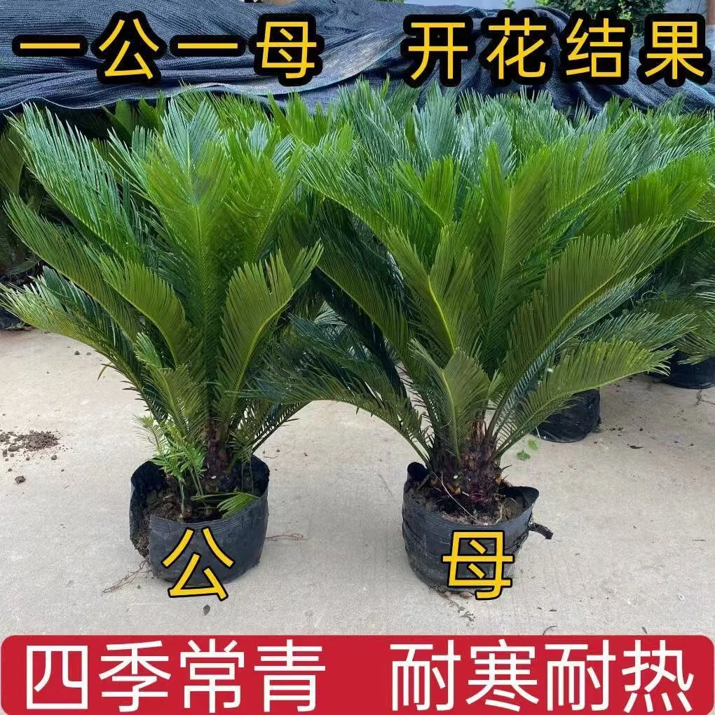 铁树盆栽小树苗大盆景适合客厅室内种植美观好养绿植