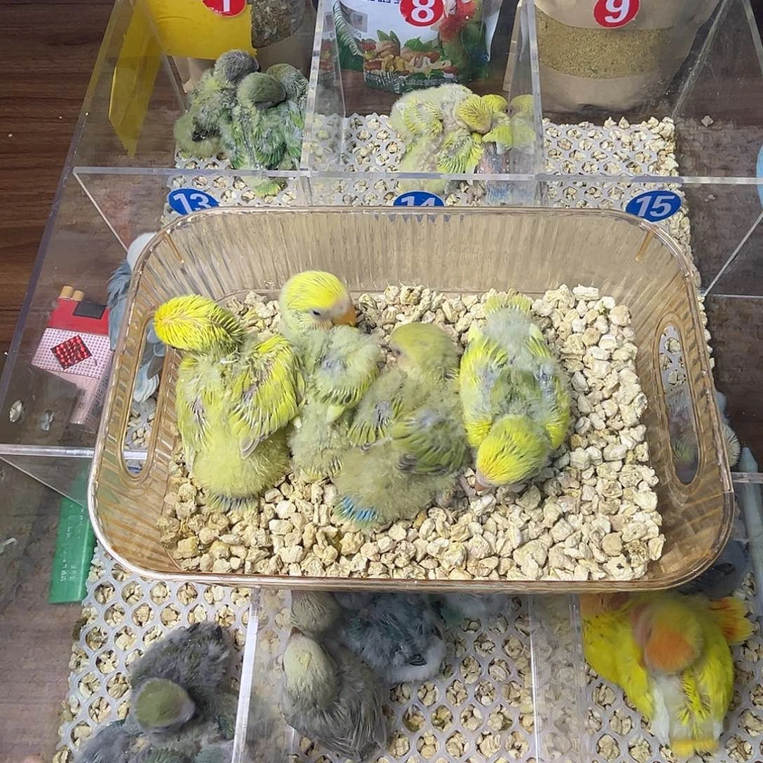 桃脸牡丹鹦鹉特价