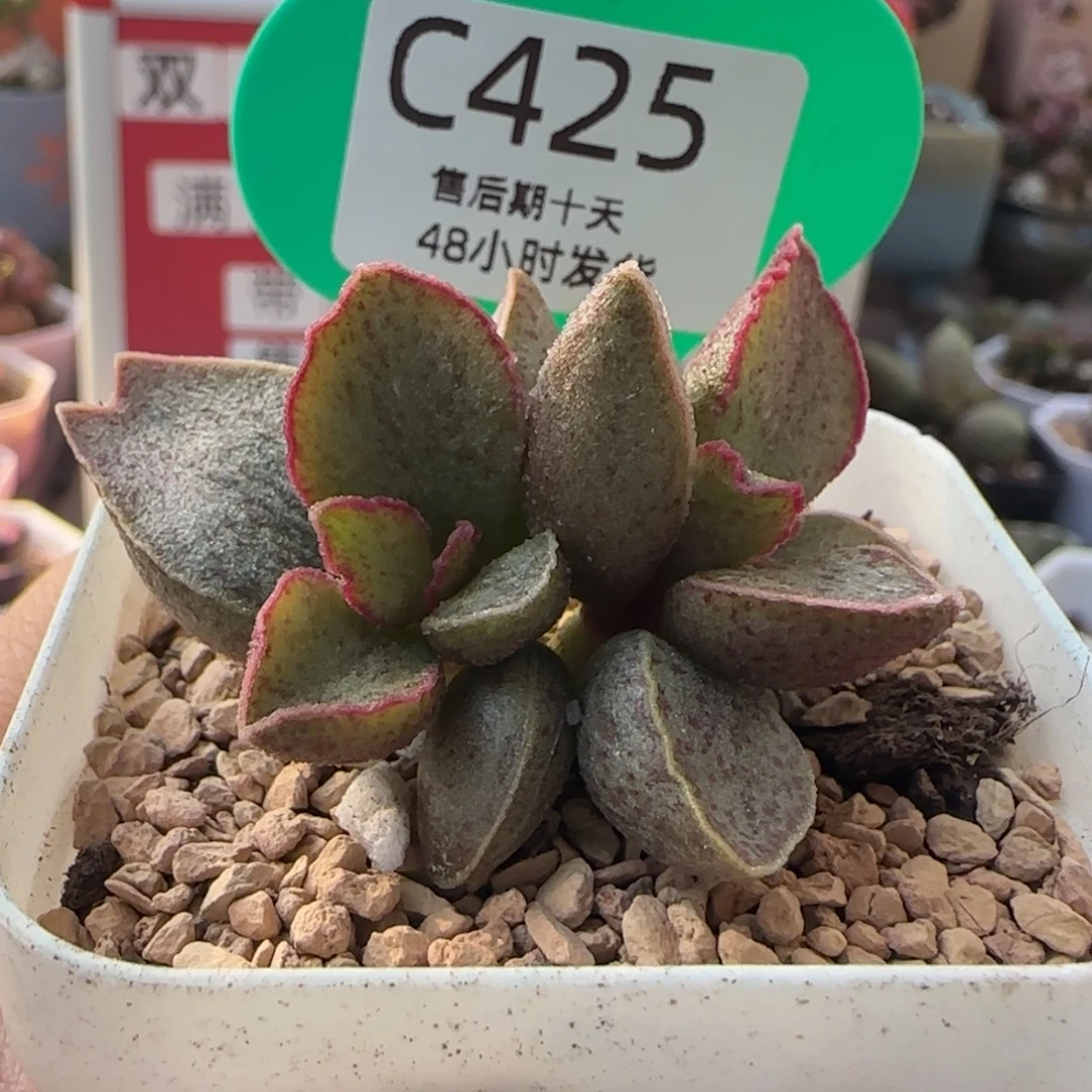 天秤座。   425。