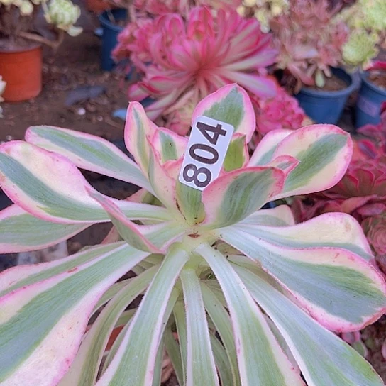 希***野多肉植物一个法师