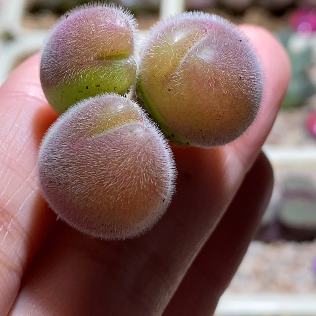 长毛翠毛毛熊可爱