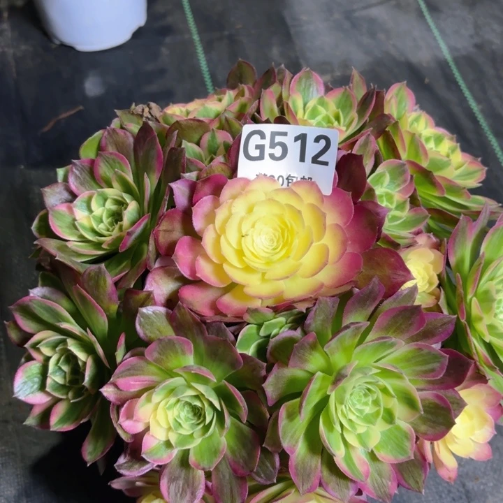 瑞妈多肉1.28.512