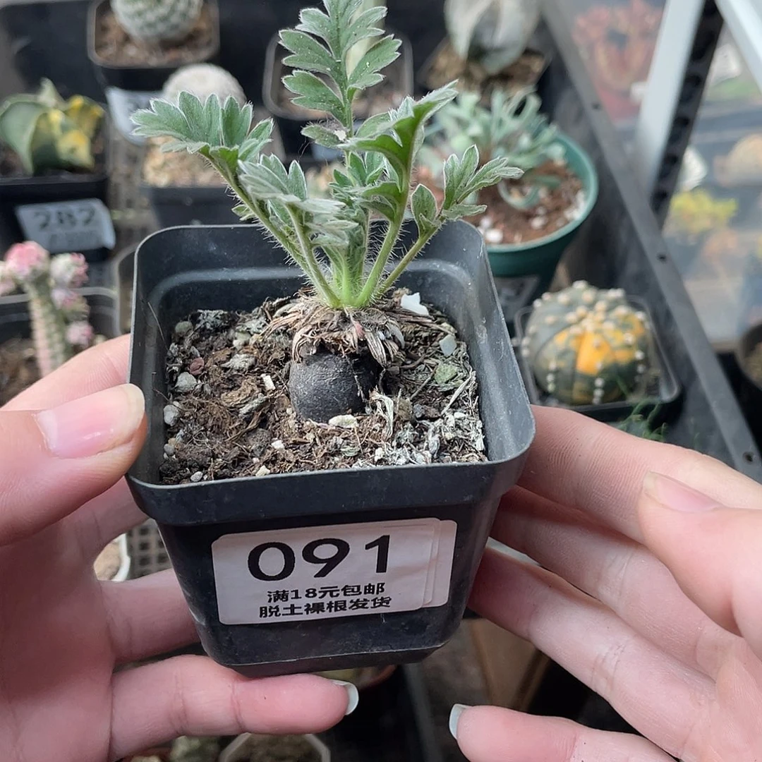 91红花洋葵（满18包邮）