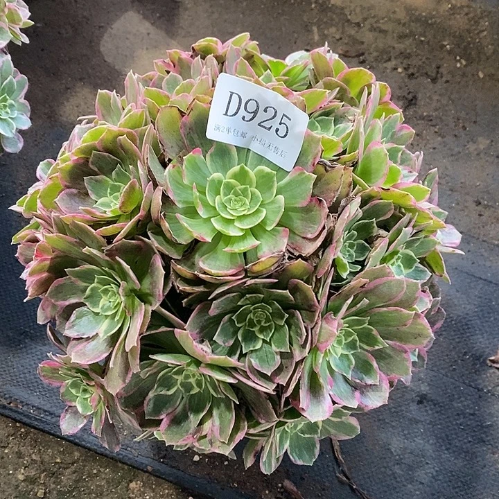 925粉海王多肉法师锦有焦边