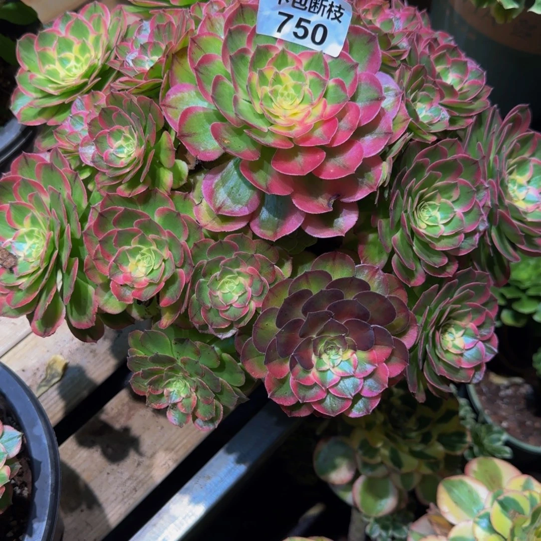二***姨750多肉植物法师号