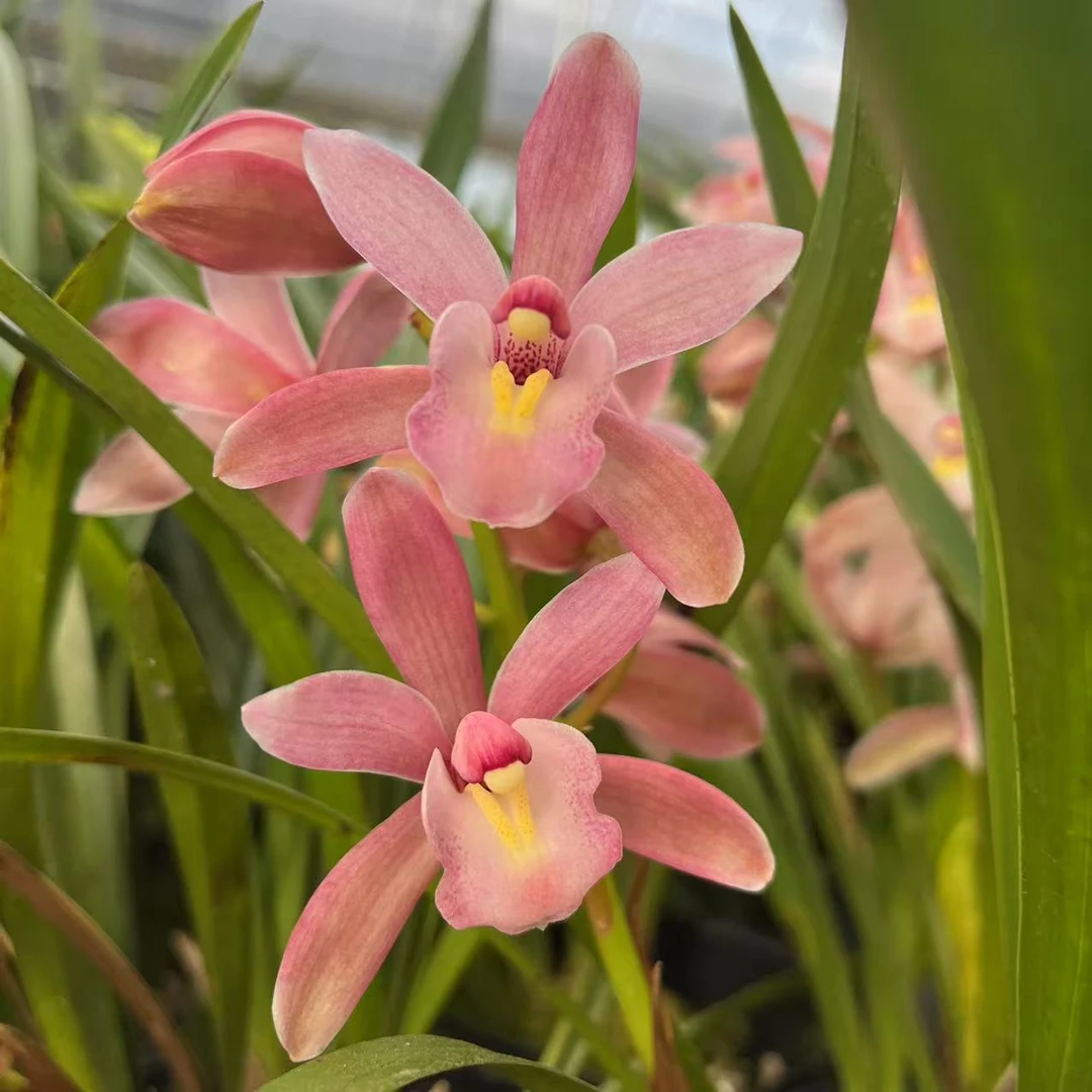 粉色兰花盆栽蕙兰樱花苗开花超好看室内室外好养高端花卉绿植盆栽