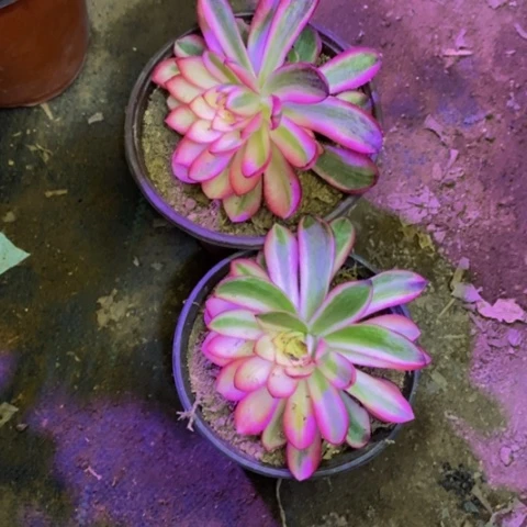 两盆多肉植物4641