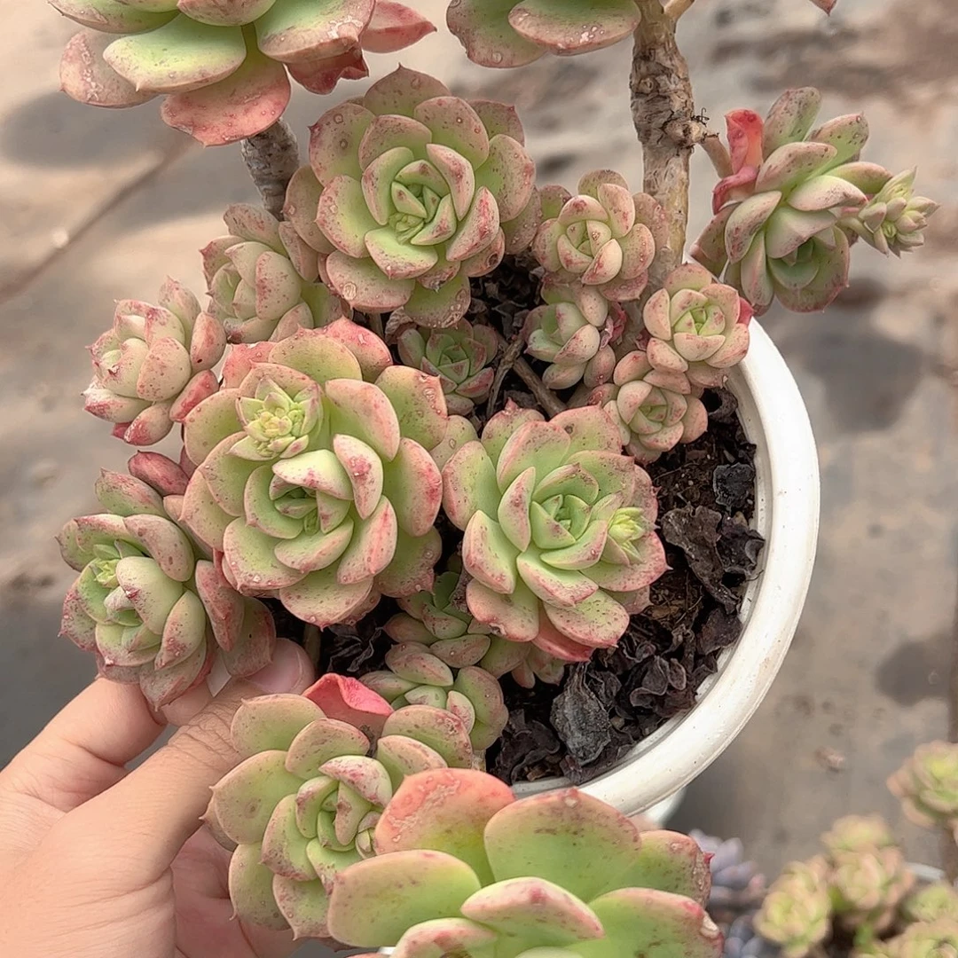 妮可沙拉玫瑰多头群生老桩