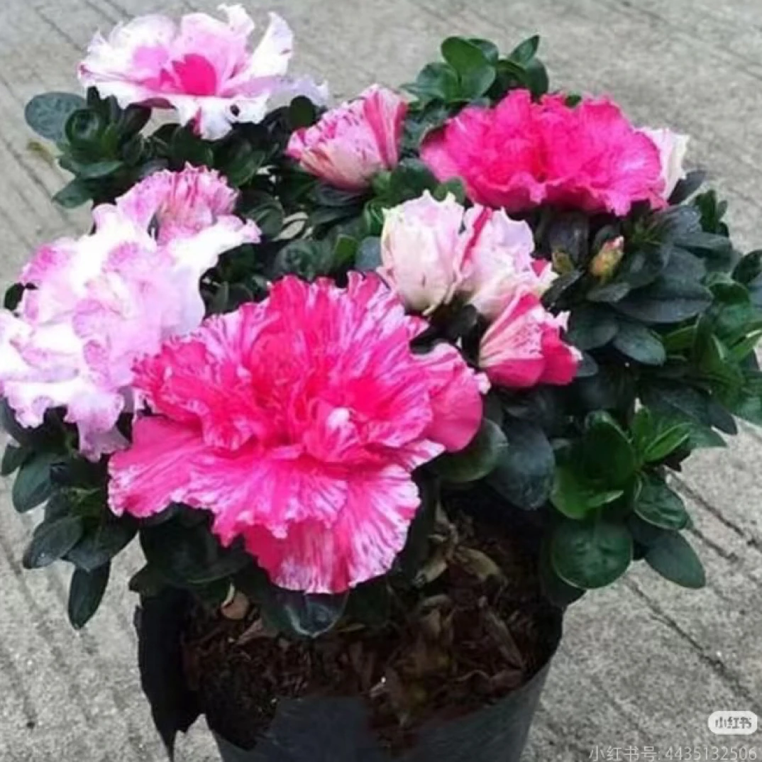 【五宝喷砂】杜鹃花盆栽四季开花耐寒植物适合阳台客厅办公室摆放