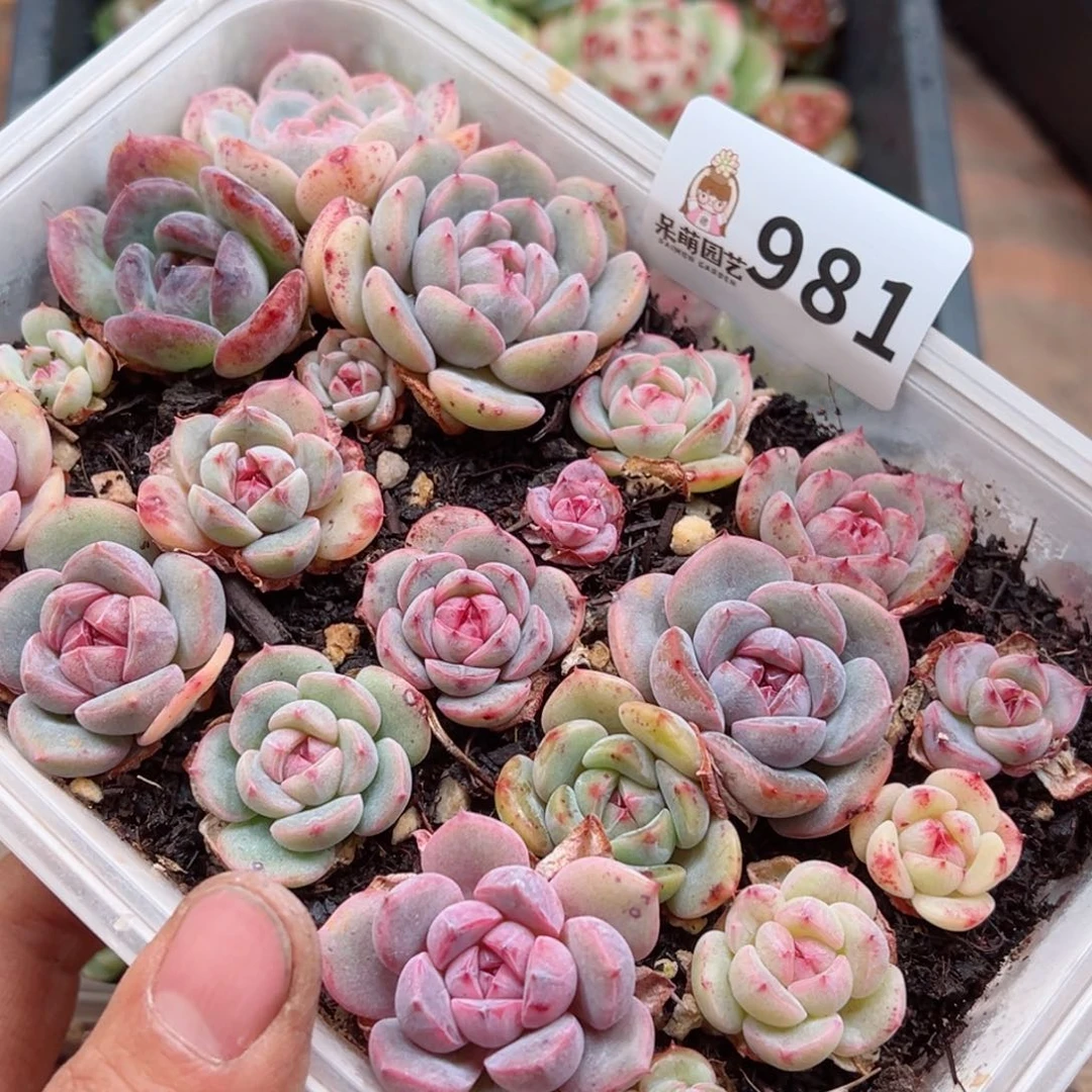 多肉植物多肉植物