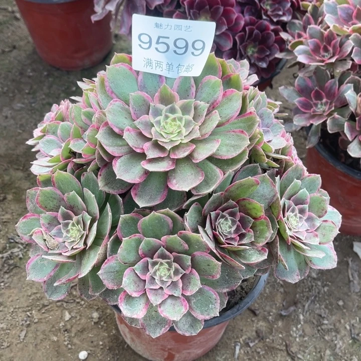 9599粉花妖的的的