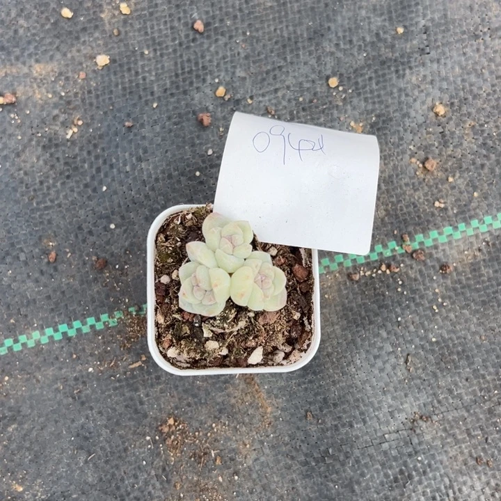 0942一物一拍专拍的