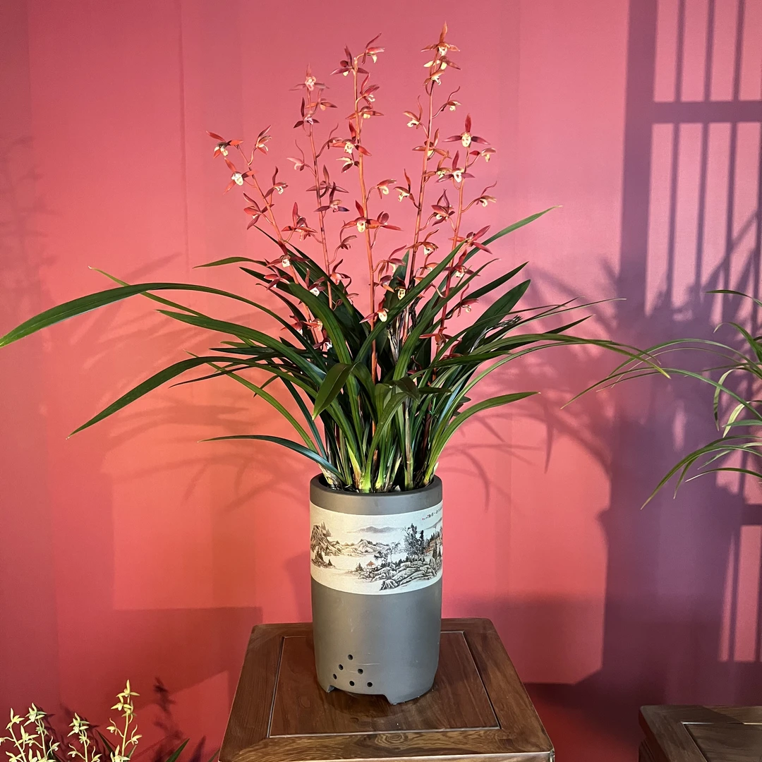 墨兰铭品【沉香兰】带花剑 浓香型兰花 宜兴大师 手工紫砂盆