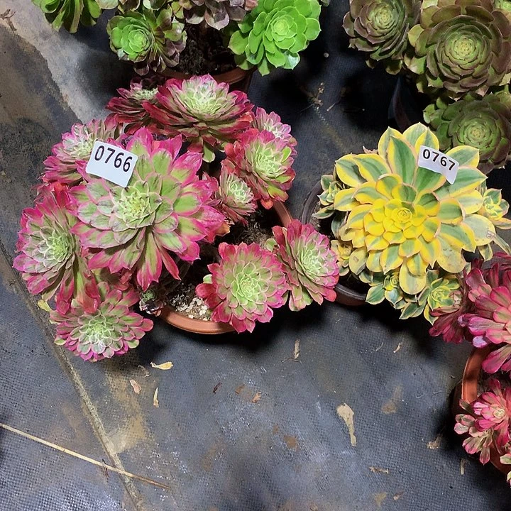 芳*多肉766糖衣炮弹767灿烂