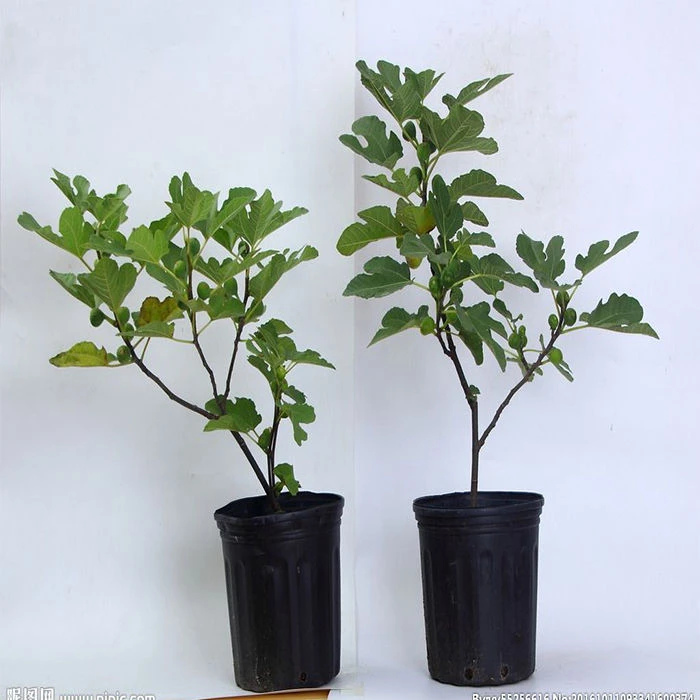 久留米庭院阳台花园均可种植盆栽