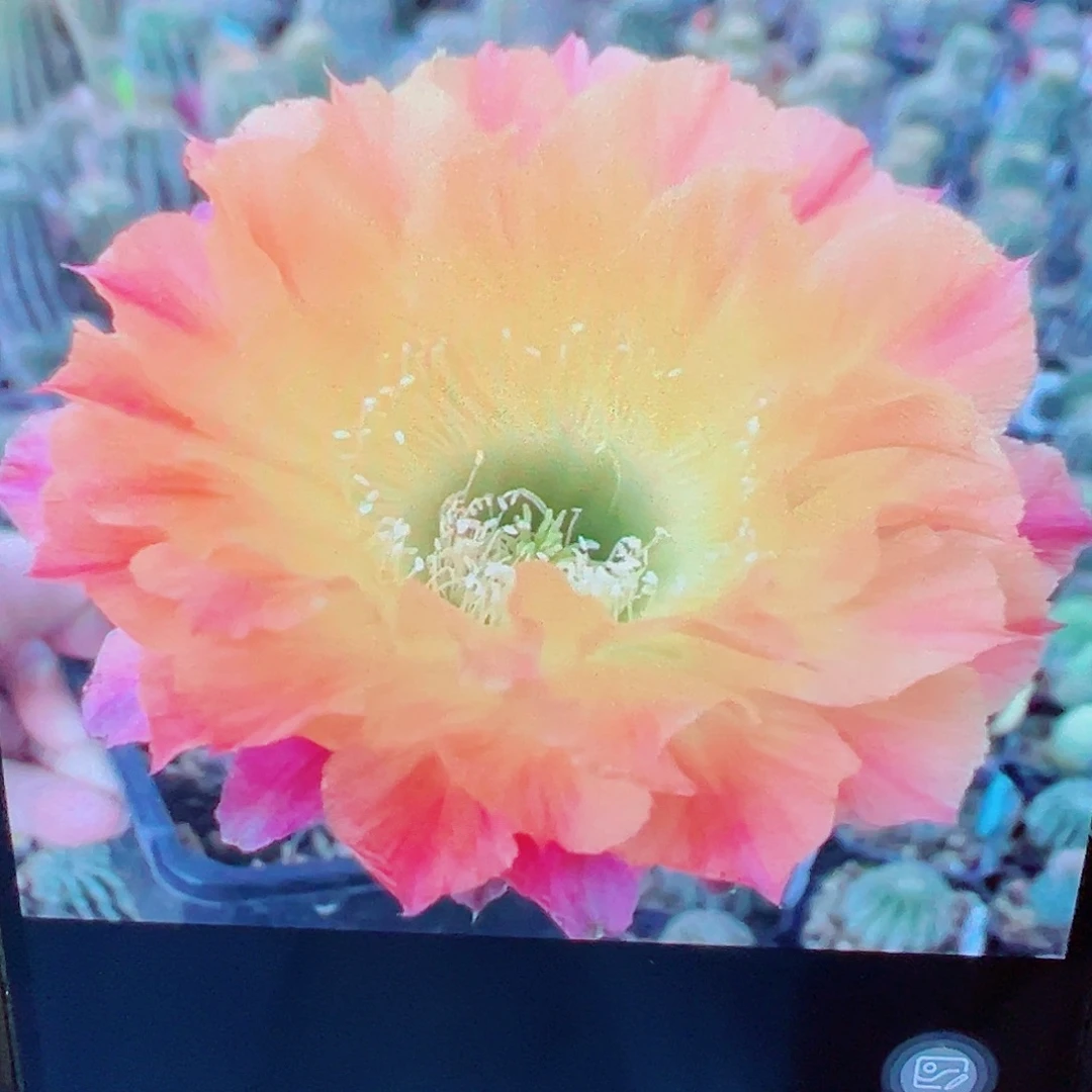 彩草 ts93侧芽 满20包邮