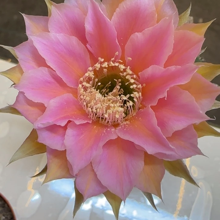 实生彩草摘花发货