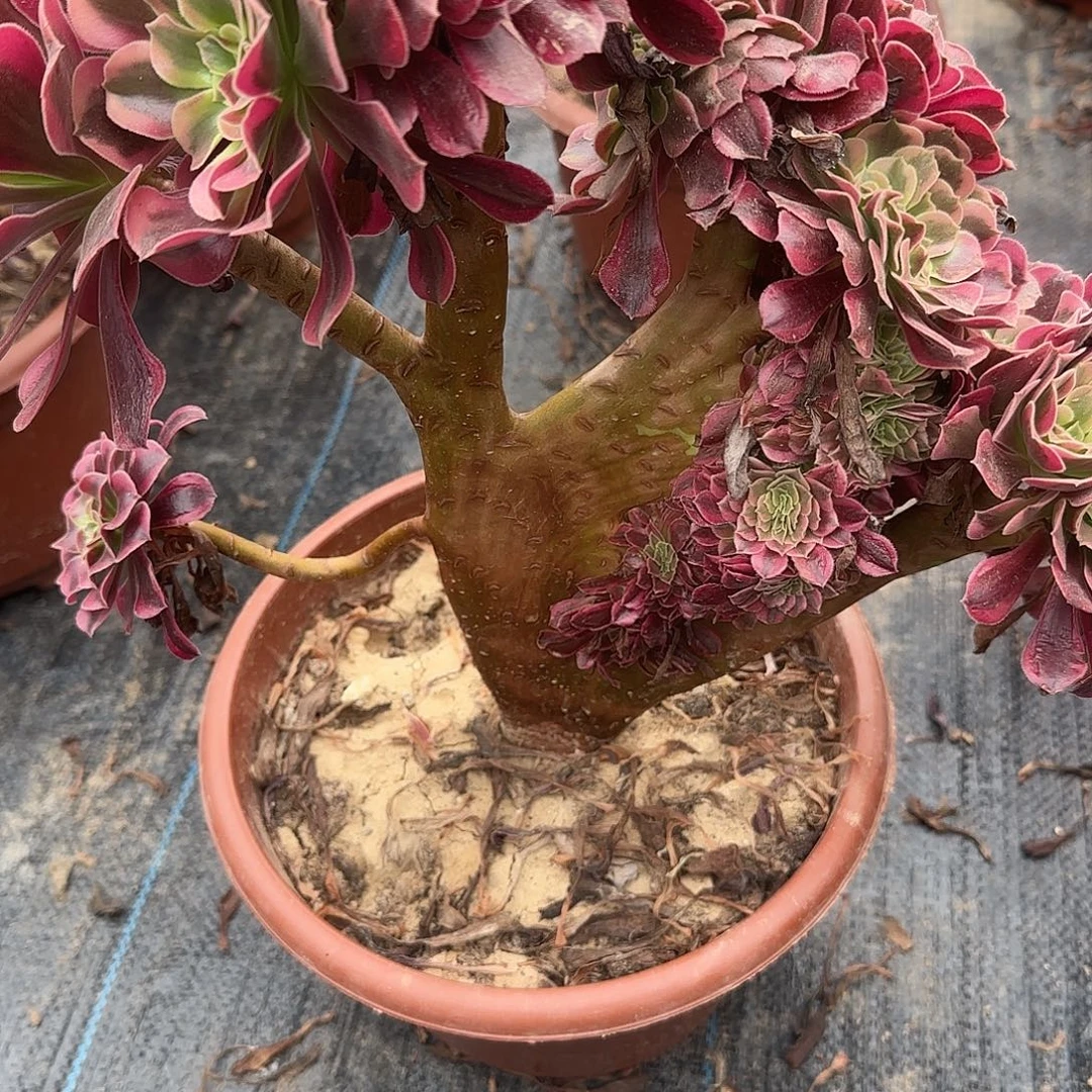 @***H美杜莎萨缀图咯哦