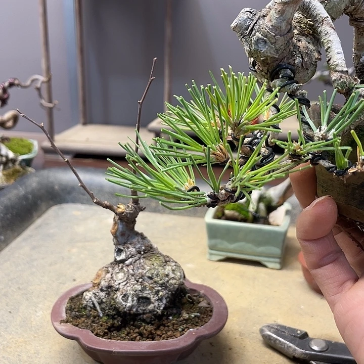 局***气无花朵松鼠花开富贵吉祥