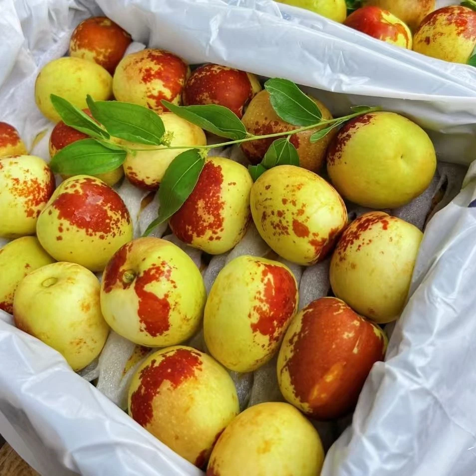 陕西大荔冬枣 当季新鲜水果 青红脆 现货yj
