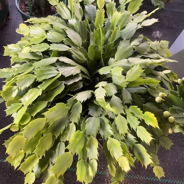 何***！当前无花栽培后可以开花