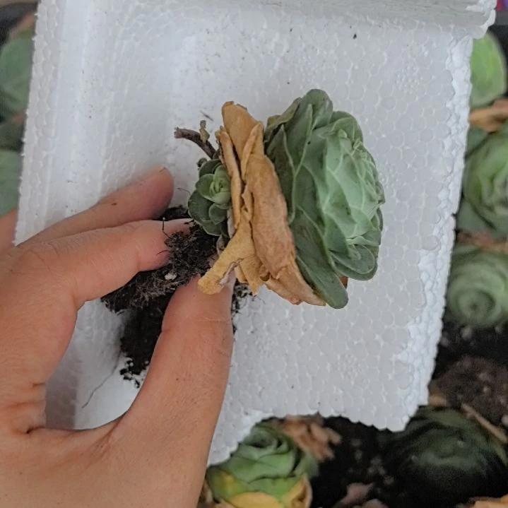 【瑕疵】山地玫瑰有断枝