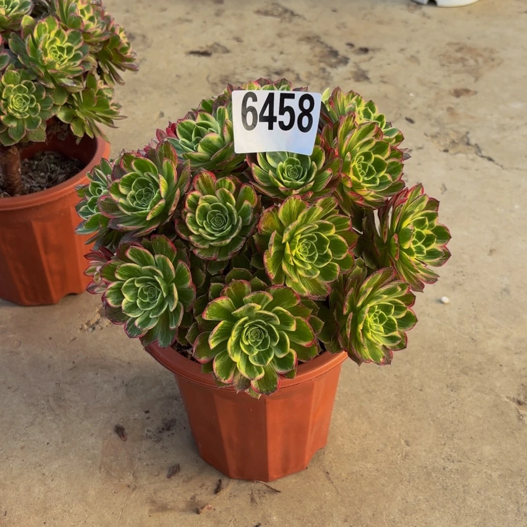 无花朵6458万花筒111111