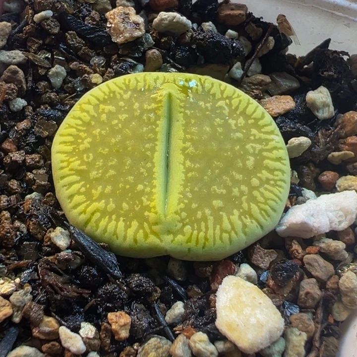 541多肉植物种类多样