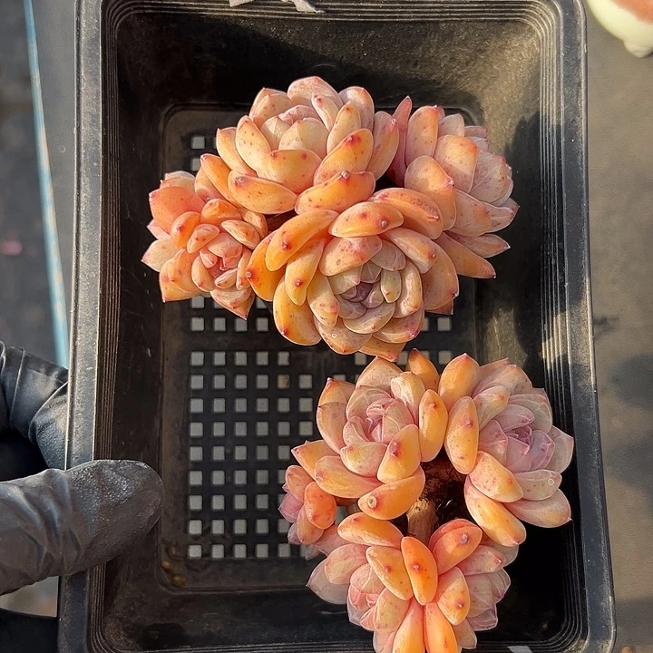 3234，俩个五头星影带盆