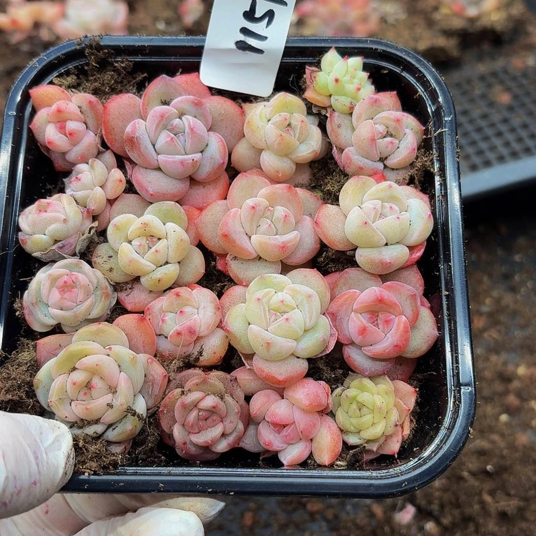 多肉植物多肉植物1151