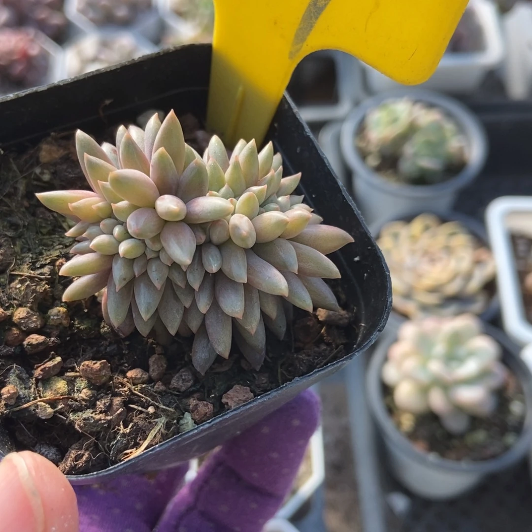909车厘子缀多肉植物