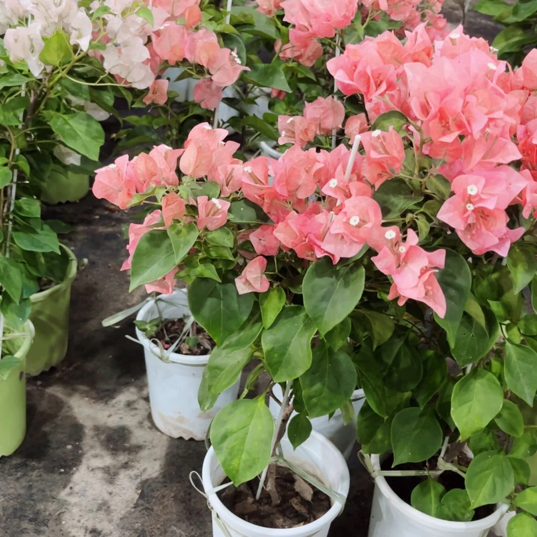 完全开放三角梅红日落