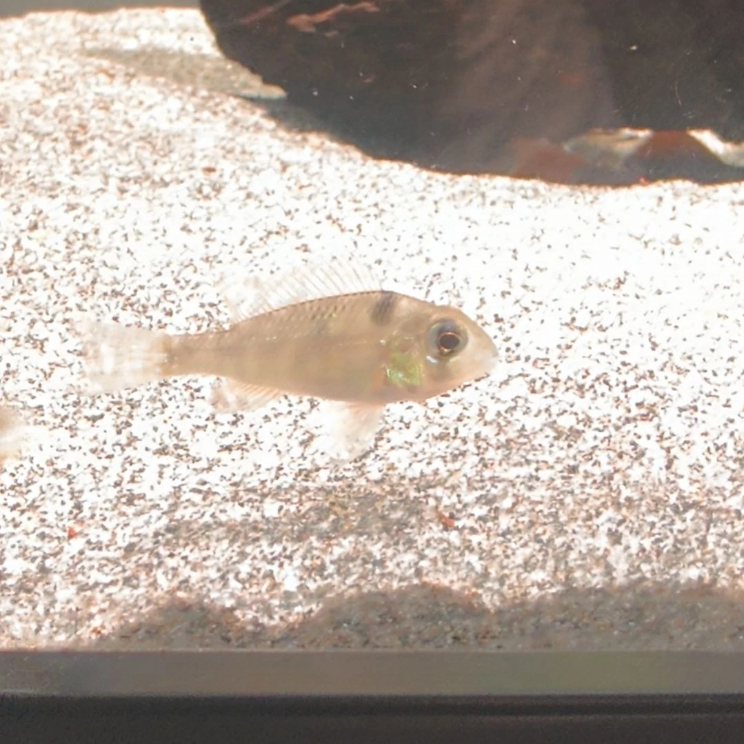 慈鲷鱼4-4.5黄金鹅头2只